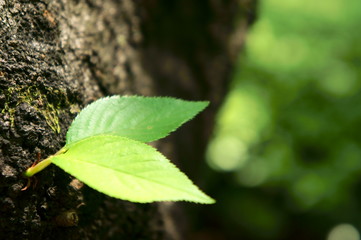 木の幹　双葉　新芽
