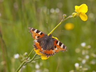 small tortoiseshell butterfly
