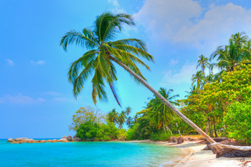 Fototapeta na wymiar Palm Tree by the Beach