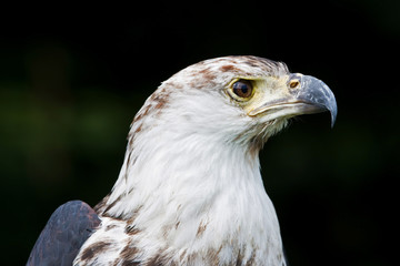 African fish eagle