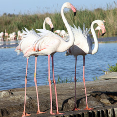 Que de grandes pattes