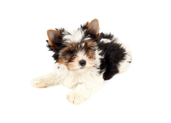 Biewer terrier puppy isolated on white background