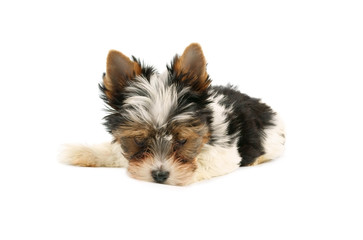 Biewer terrier puppy isolated on white background