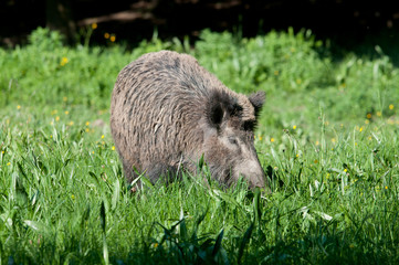 Wildsau