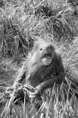 Orang-Outan