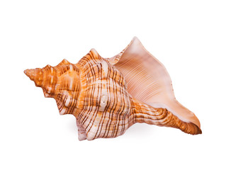 Big bright seashell on the white background