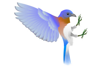 blue and orange birdy