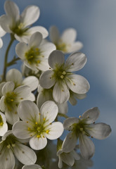 Białe drobne kwiaty