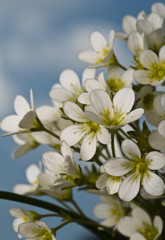 Białe drobne kwiaty