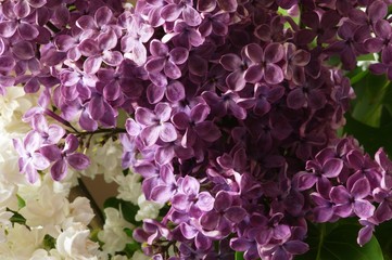 bez © Edyta Żołędzka