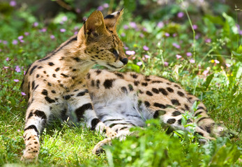 Naklejka na ściany i meble Serval, African cat