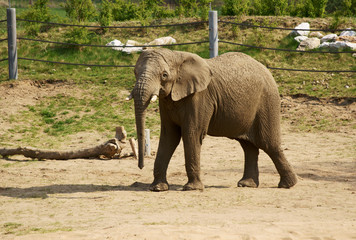 młody słoń w zoo 3 © GKor
