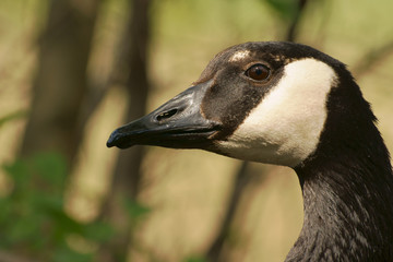 gęś gęgawa - portret © GKor