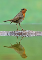 Petirrojo, Erithacus rubecula.