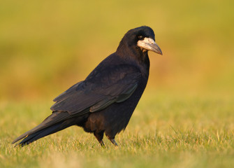 Obraz premium Rook in the field