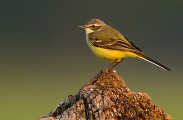 Blue-headed Wagtail on a pole