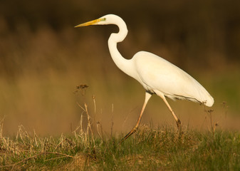 Great white heron in the field