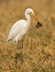 Great white heron with prey
