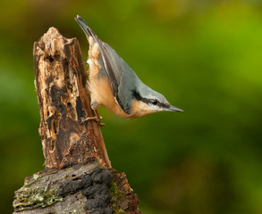 Nuthatch on driftwood