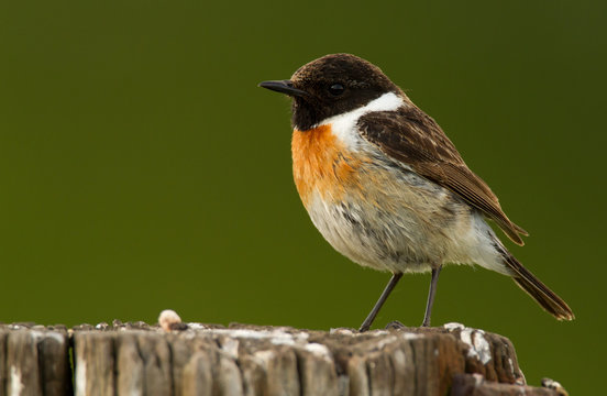 Stonechat on a pole