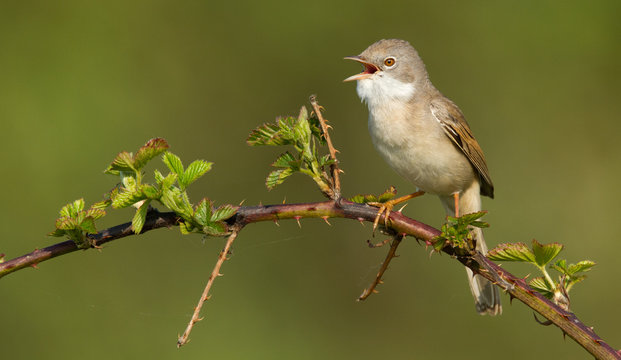 Whitethroat on a bream