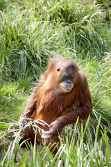 Orang-Outan