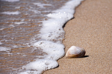 Conch shell on beach with waves.