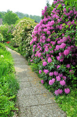 Naklejka premium Rhododendron am Wegesrand