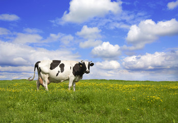 vache sur prairie