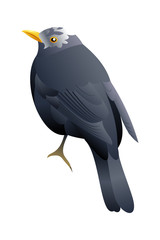 gray birdy