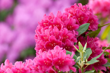 Rhododendron
