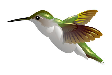 humming bird