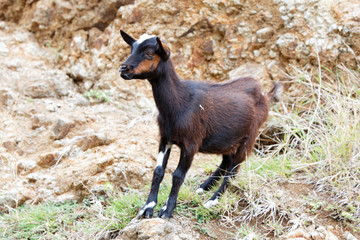 Fototapeta premium chèvre sur des rochers