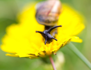 Snail.