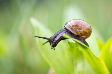 Snail.
