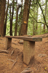 Wooden bench on a trail in the woods