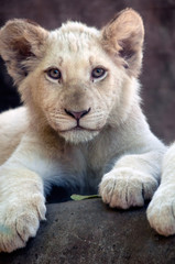 young and cute white lion cubs