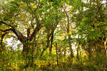 Tree and Plant Pattern