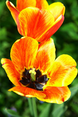 Fototapeta na wymiar Beautiful spring flower