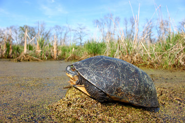 Fototapeta premium Blandings Turtle (Emydoidea blandingii)