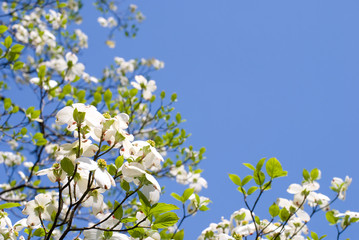 白いハナミズキの花と青空