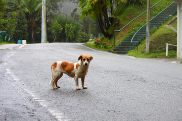 Stray Dog - Puerto Rico