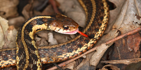 Fototapeta premium Garter Snake (Thamnophis sirtalis)