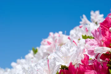 Tuinposter Azalea クルメツツジの花と青空