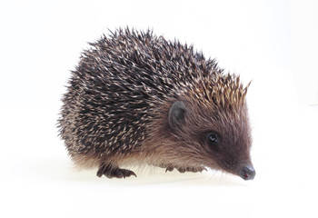 Young hedgehog