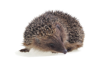 Young hedgehog