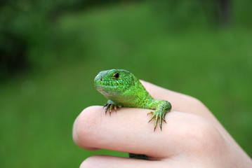 green lizard