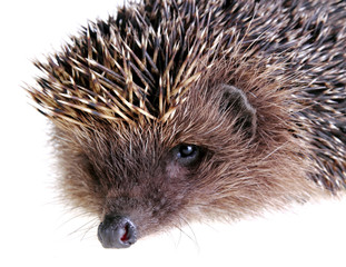 Young hedgehog