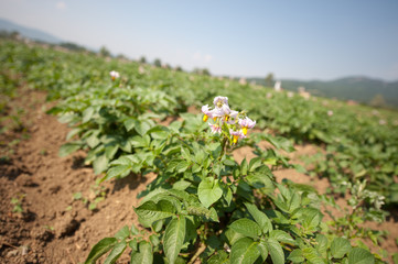 Obraz premium Patato plantation - field