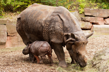 Obraz premium Familie Nashorn